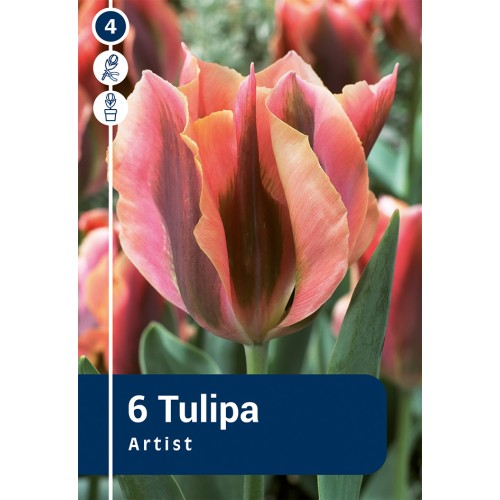 Tulipanløg - Artist, Master 6 løg
