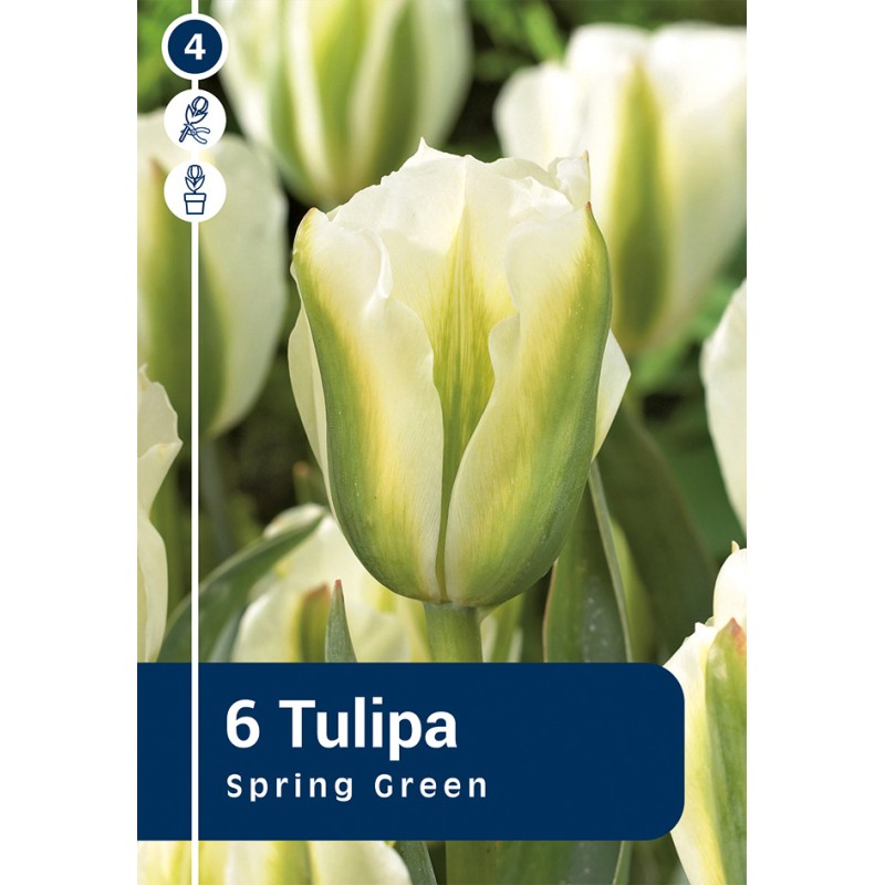 Tulipanløg - Spring Green, Master 6 løg