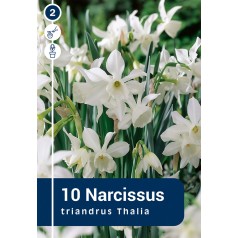 Påskeliljeløg - Triandrus...