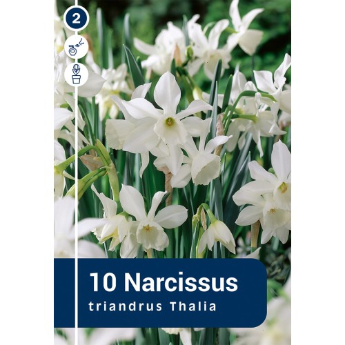 Påskeliljeløg - Triandrus 'Thalia', Master 10 Løg