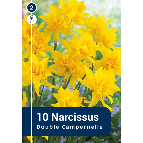 Påskeliljeløg Double Campernelle, Master 10 Løg