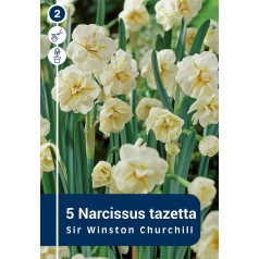 Pinseliljeløg - Sir Winston...