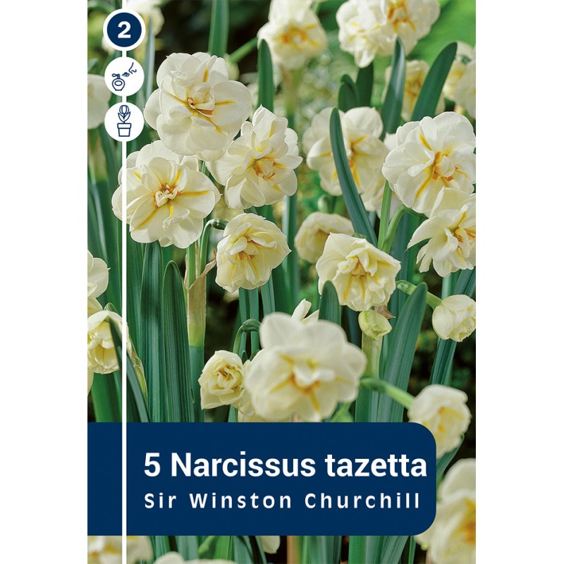 Påskelilje - Sir Winston Churchill, Master 5 Løg