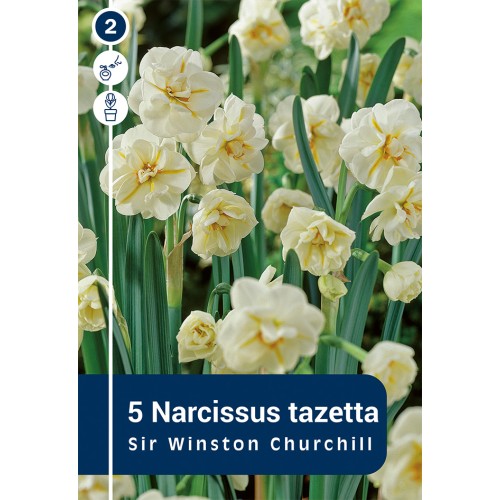 Påskelilje - Sir Winston Churchill, Master 5 Løg