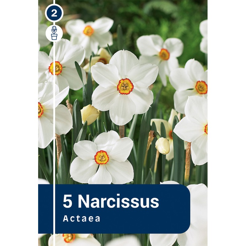 Pinseliljeløg - Actea, Master 5 Løg