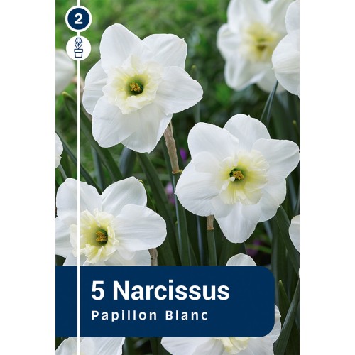 Påskeliljeløg - Papillon Blanc, Master 5 Løg