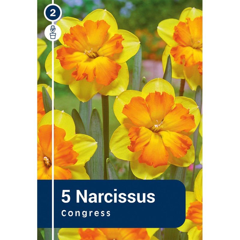 Påskeliljeløg - Congress, Master 5 løg