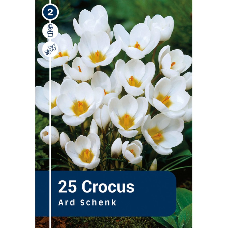 Krokusløg - Ard Schenk, Master 25 Løg