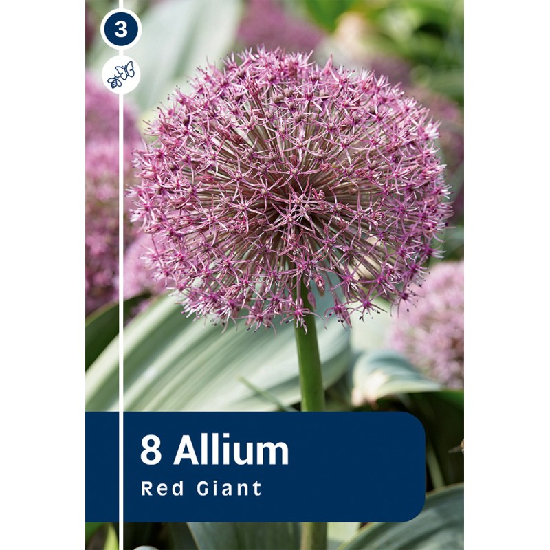 Prydløg - Allium Red Giant, 8 løg