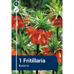 Kejserkrone / Fritillaria...
