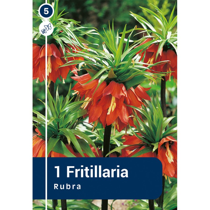 Kejserkrone / Fritillaria imperialis Rubra, Master 1 Løg