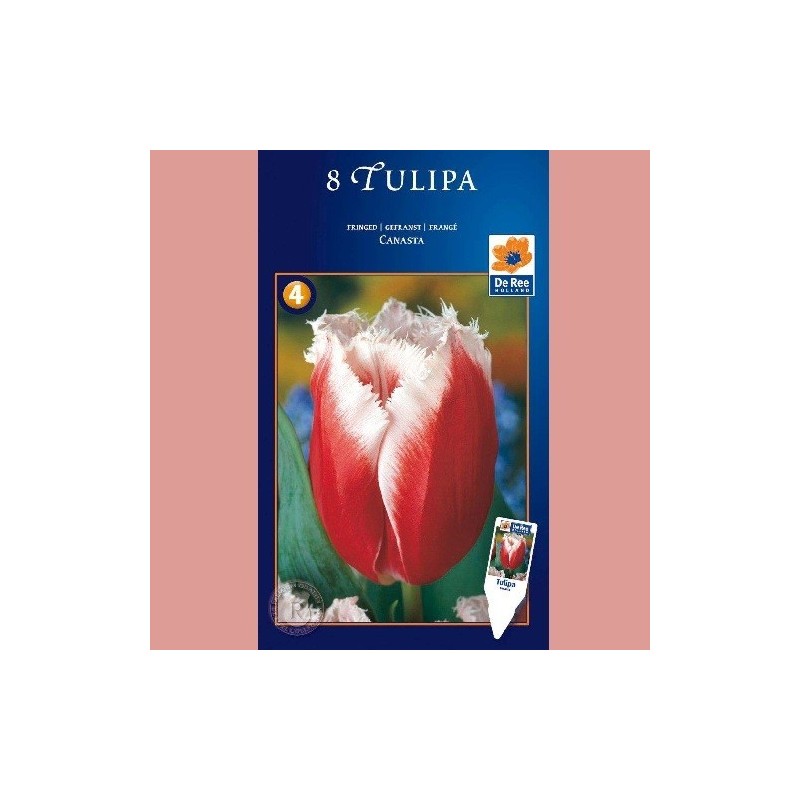 Tulipan Canasta - Crispa Tulipan / 8 Løg