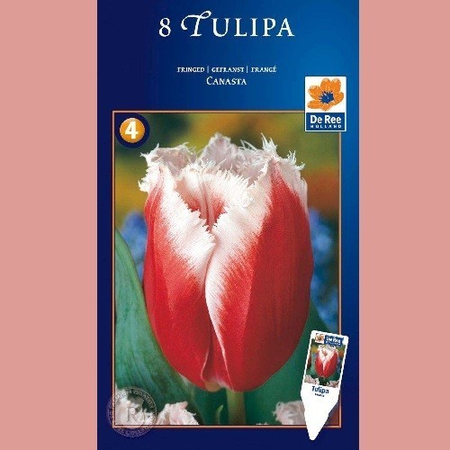 Tulipan Canasta - Crispa Tulipan / 8 Løg