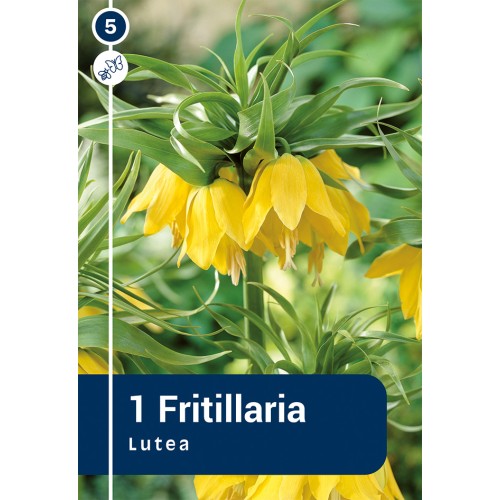 Kejserkrone / Fritillaria imperialis Lutea, Master 1 Løg