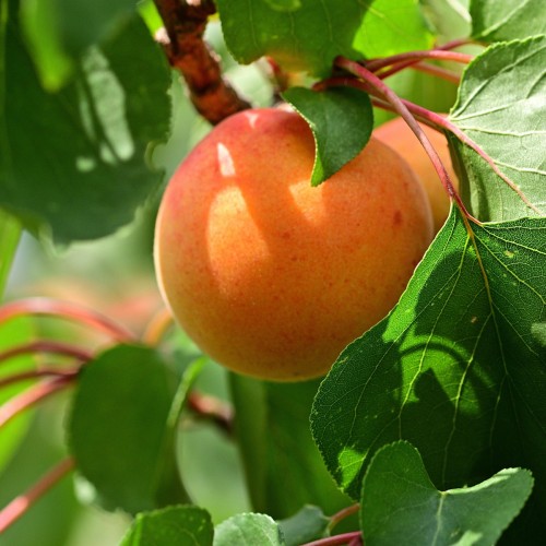 Abrikos Bergeron - Prunus armeniaca Bergeron