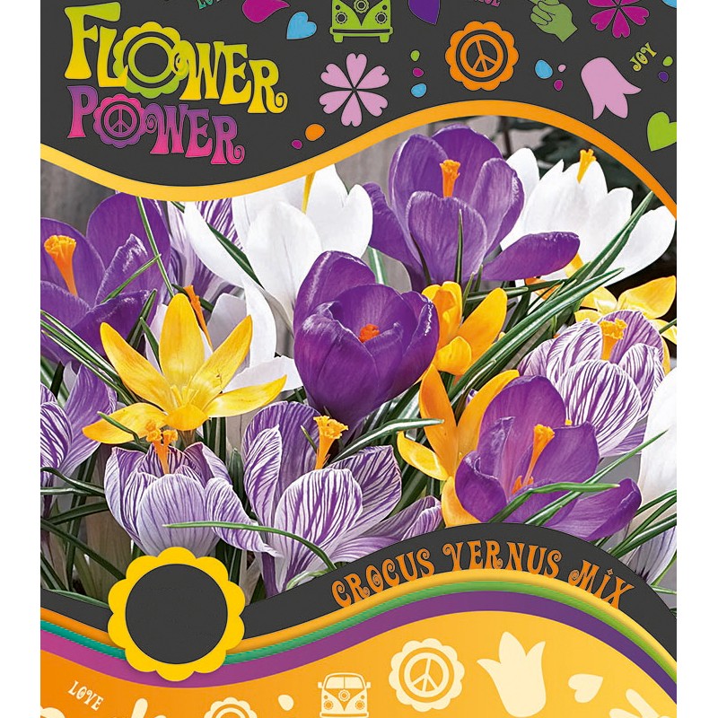 Krokusløg mix - 15 Løg - FlowerPower