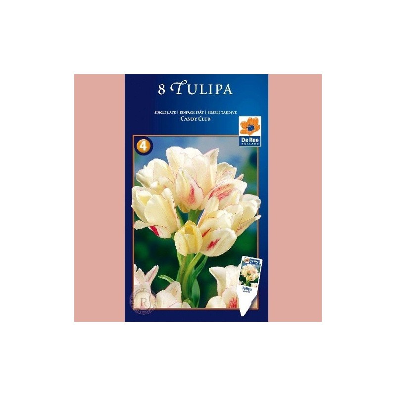 Tulipan Candy Club - Enkelt Tulipan / 8 Løg