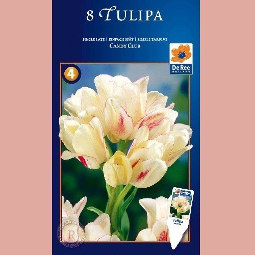 Tulipan Candy Club - Enkelt Tulipan / 8 Løg