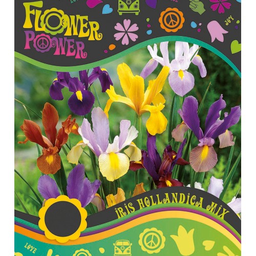 Iris Hollandica Mix - Blandede farver - 25 løg - FlowerPower