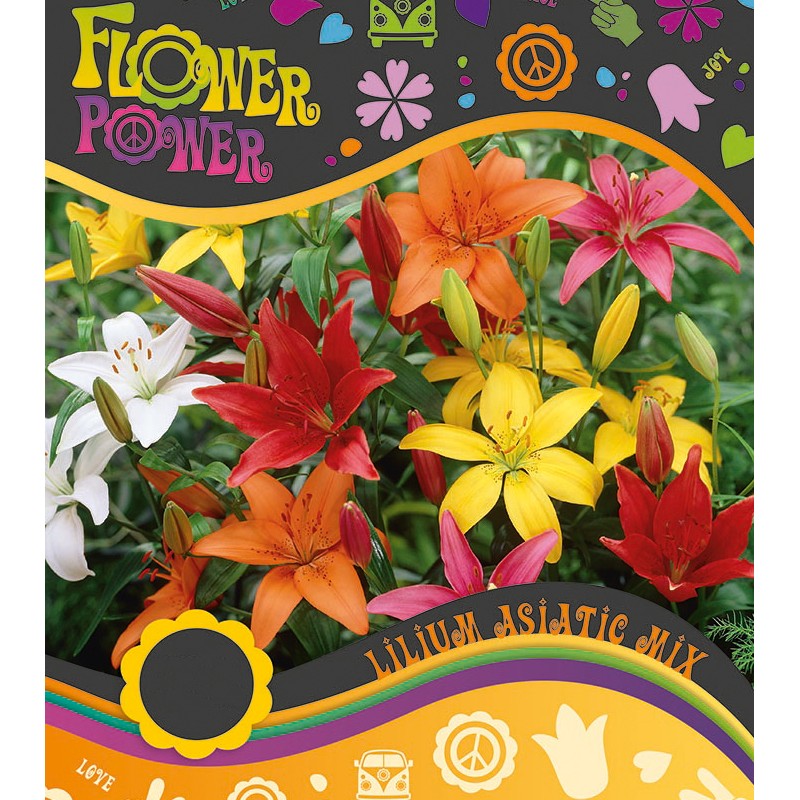Lilje Asiatic Mix - Lilium 4 løg - FlowerPower