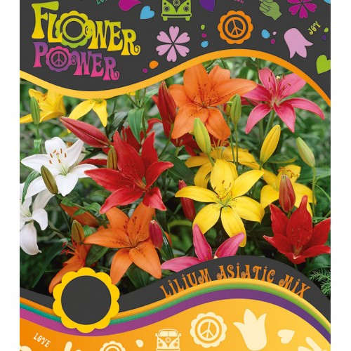 Lilje Asiatic Mix - Lilium 4 løg - FlowerPower
