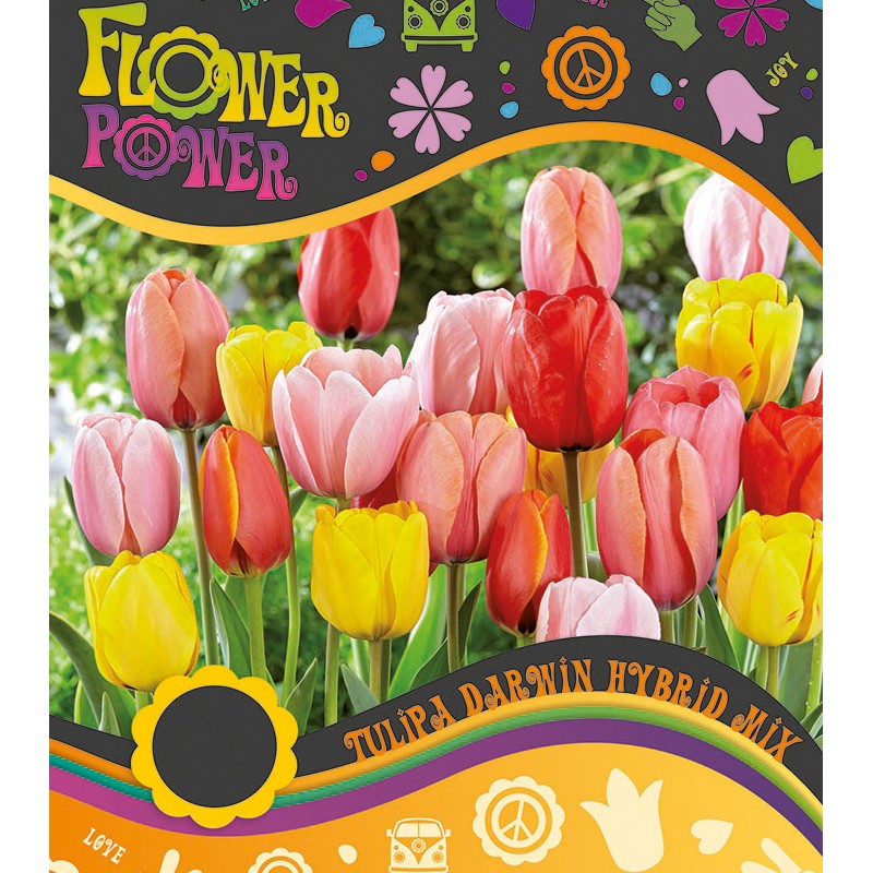 Tulipanløg Darwin Hybrid mix  - 8 Løg - FlowerPower