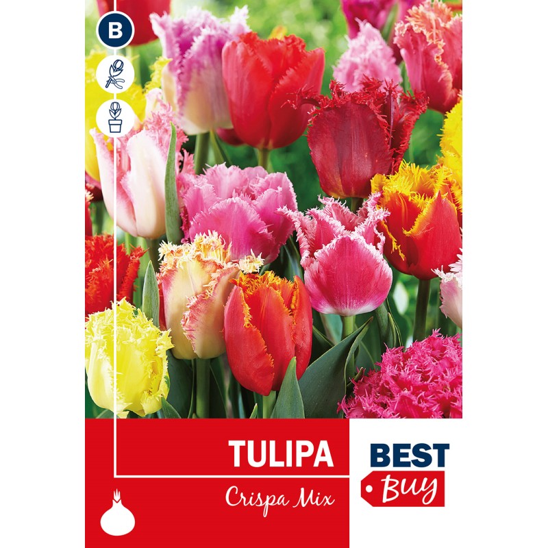Tulipanløg  - Crispa Mix, Best Buy 5 Løg