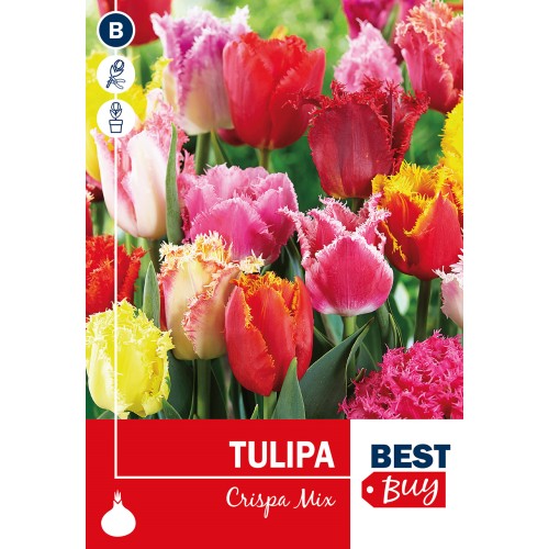 Tulipanløg  - Crispa Mix, Best Buy 5 Løg