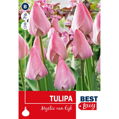 Tulipanløg - Mystic van Eijk, Best Buy 7 Løg