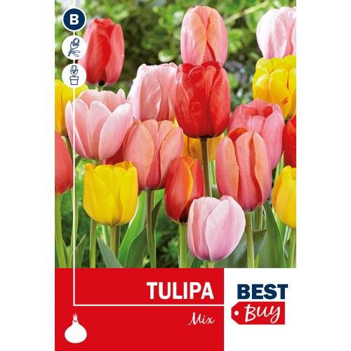 Tulipanløg - Darwin Hybrid Mix, Best Buy 7 løg