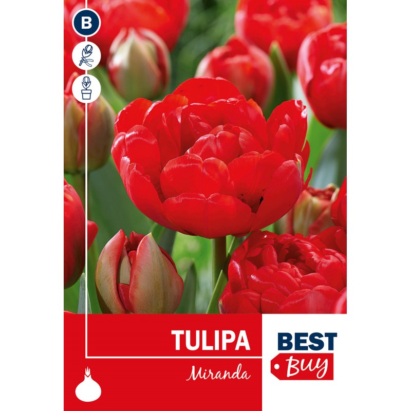 Tulipanløg - Miranda, Best Buy 5 Løg