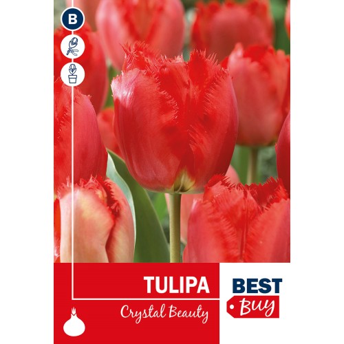 Tulipanløg - Crystal Beauty, Best Buy 5 Løg
