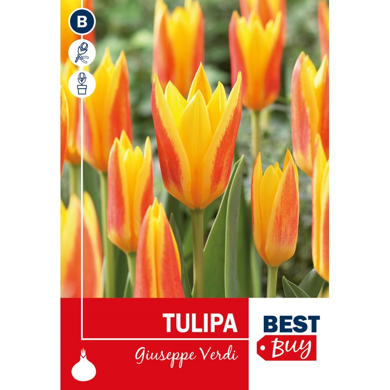 Tulipanløg - Giuseppe Verdi, Best Buy 5 Løg