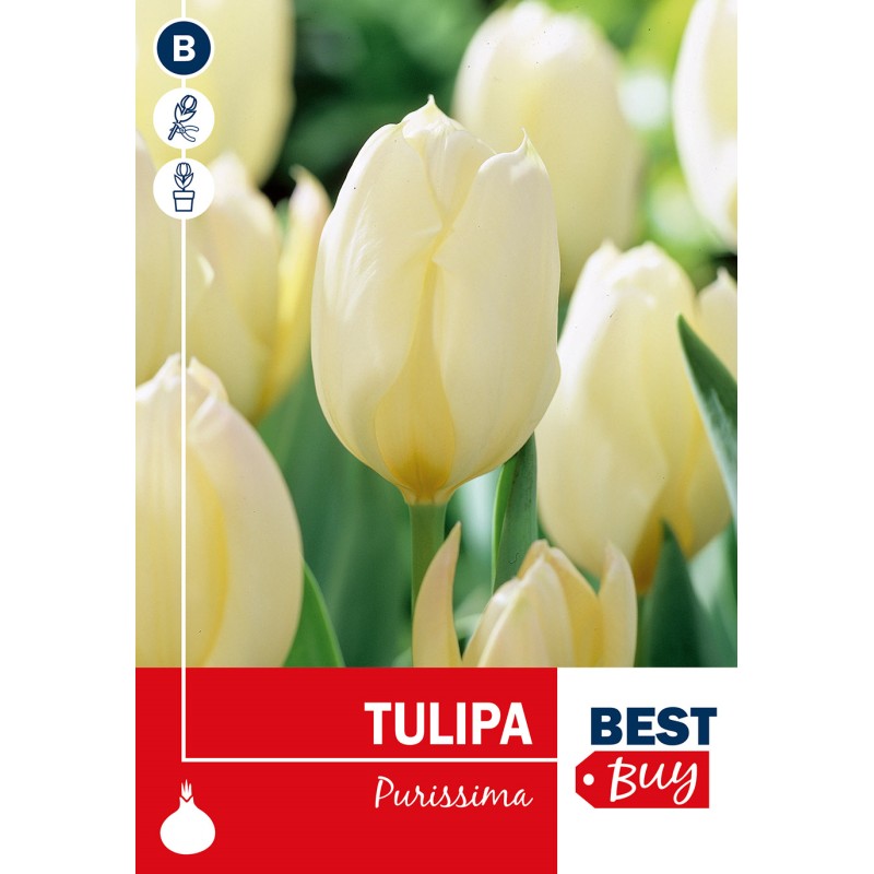 Tulipanløg - Purissima, Best Buy 5 Løg