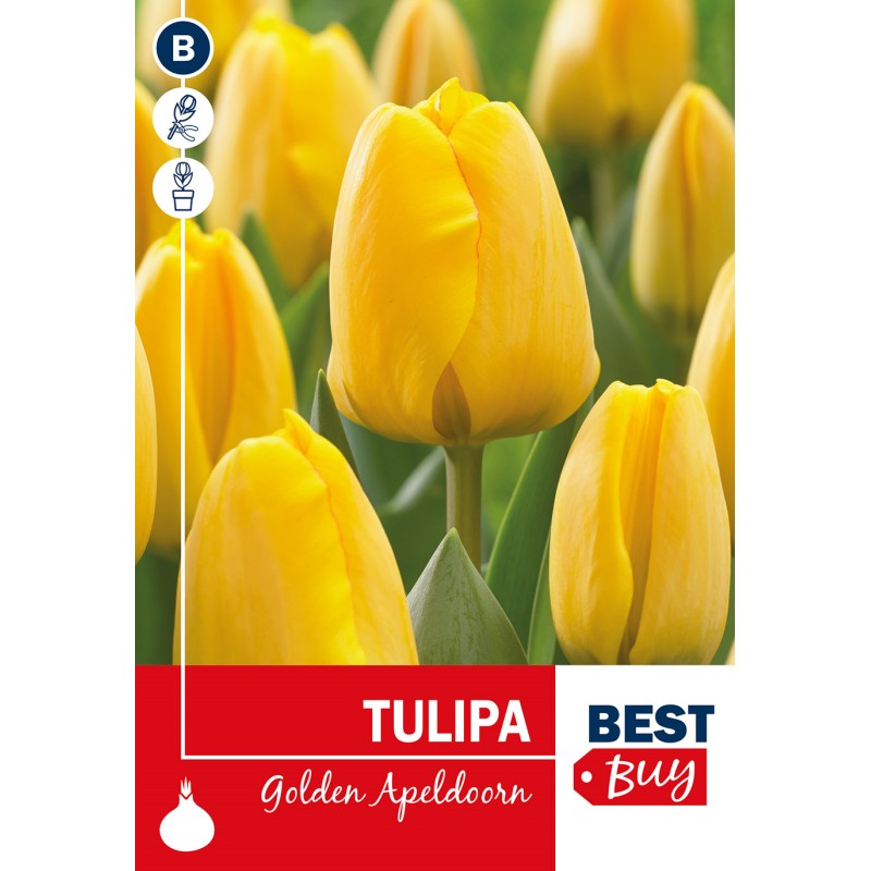 Tulipanløg - Golden Apeldoorn, Best Buy 5 Løg