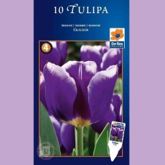 Tulipan Cracker - Enkelt Tulipan / 10 Løg