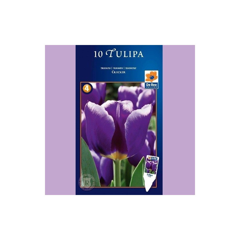 Tulipan Cracker - Enkelt Tulipan / 10 Løg