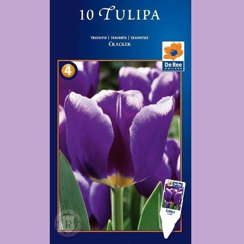 Tulipan Cracker - Enkelt Tulipan / 10 Løg