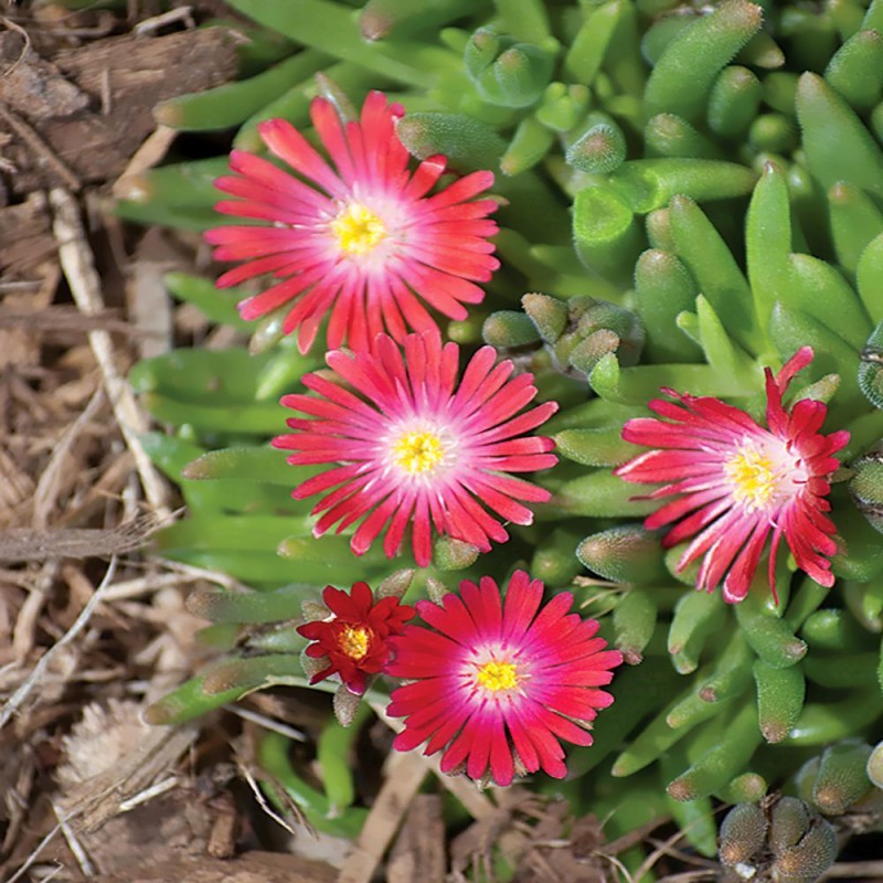 Middagsblomst Jewel of Desert Garnet - Delosperma cooperi Jewel of Desert Garnet
