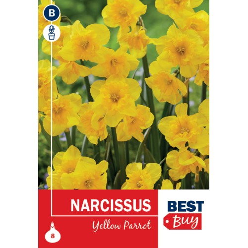 Narcissus Yellow Parrot, Best Buy 8 Løg