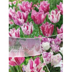 Tulipanløg - Purple Circus,...