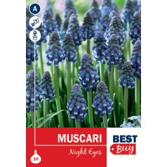 Perlehyacintløg - Night...