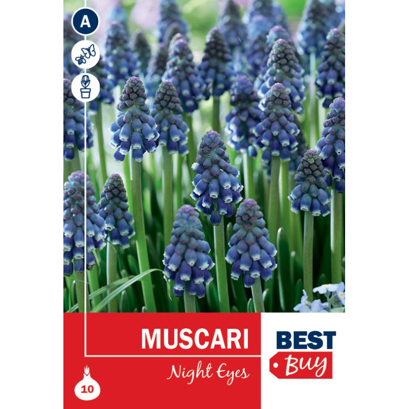 Perlehyacintløg - Night Eyes, Best Buy 10 Løg