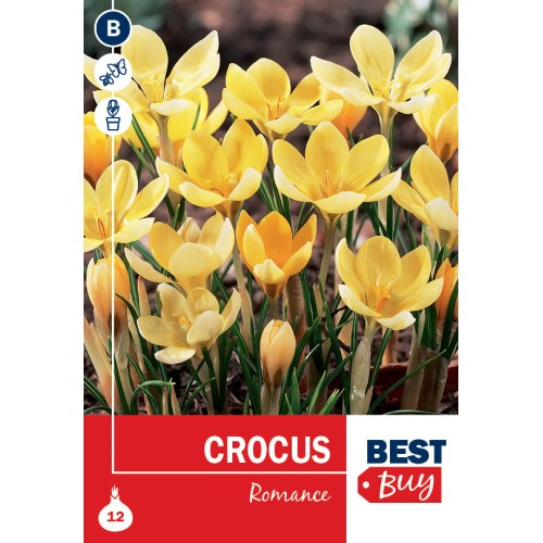Krokusløg - Romance, Best Buy 12 Løg