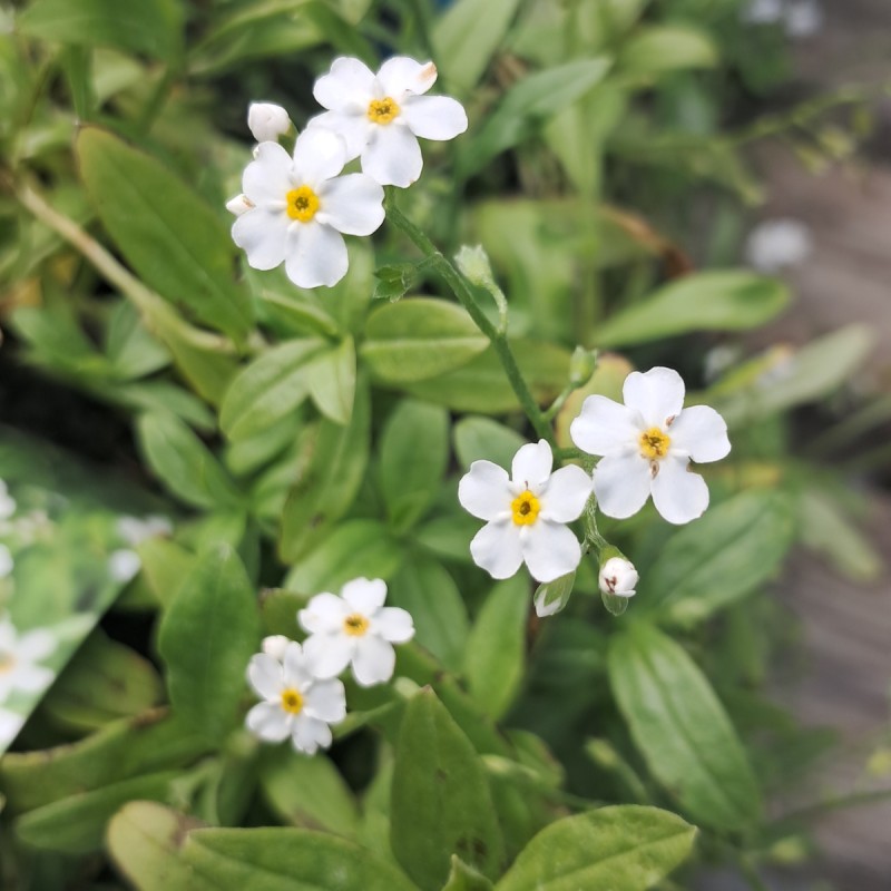 Eng-Forglemmigej Alba - Myosotis scorpioides Alba