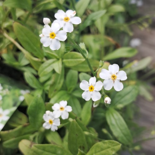 Eng-Forglemmigej Alba - Myosotis scorpioides Alba