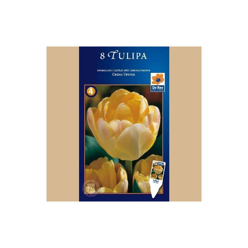 Tulipan Creme Upstar - Dobbelt Tulipan / 8 Løg