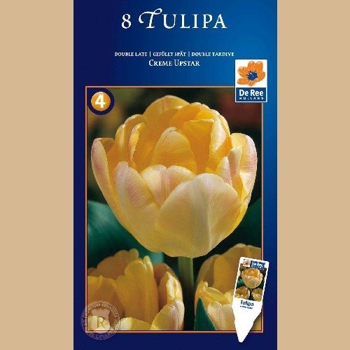 Tulipan Creme Upstar - Dobbelt Tulipan / 8 Løg