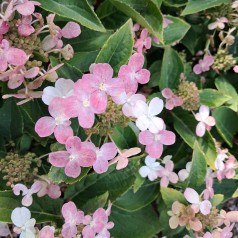 Syrenhortensia Switch Ophelia - Hydrangea paniculata Switch Ophelia