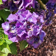 Hortensia Lady Mata Hari Blue - Hydrangea macrophylla Royalty Collection Lady Mata Hari Blue